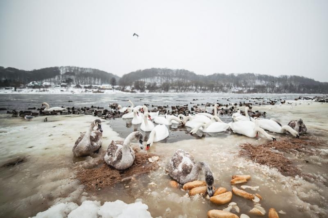 Neišskridusioms gulbėms jau trūksta maisto