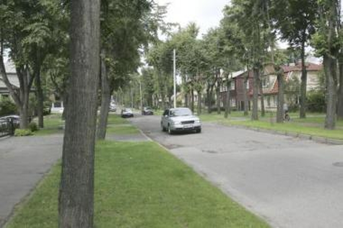Žaluma: tarpukariu suformuotos Žaliakalnio gatvės apsodintos skirtingų rūšių medžiais.