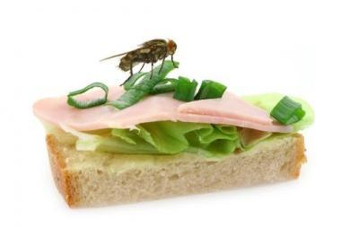 Musės perneša bakterijas. Kaip su jomis kovoti?