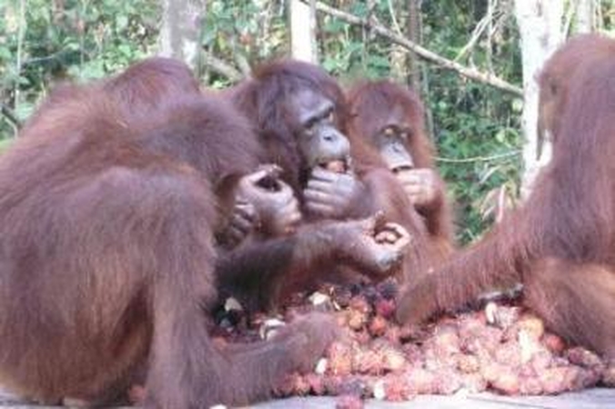 D.Ibelhauptaitė orangutane įžvelgė žmogų