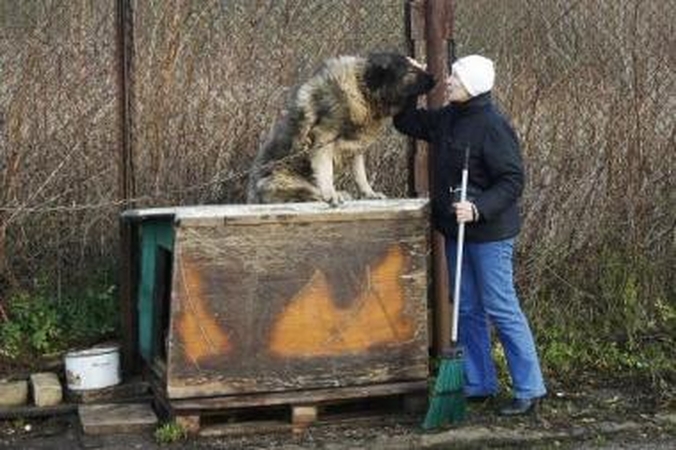 Siekis: A.Tunik nori prisiteisti pinigų ir už šunį, kuris pastipo po to, kai patvino į aikštelę suvežtas tirpstantis sniegas.