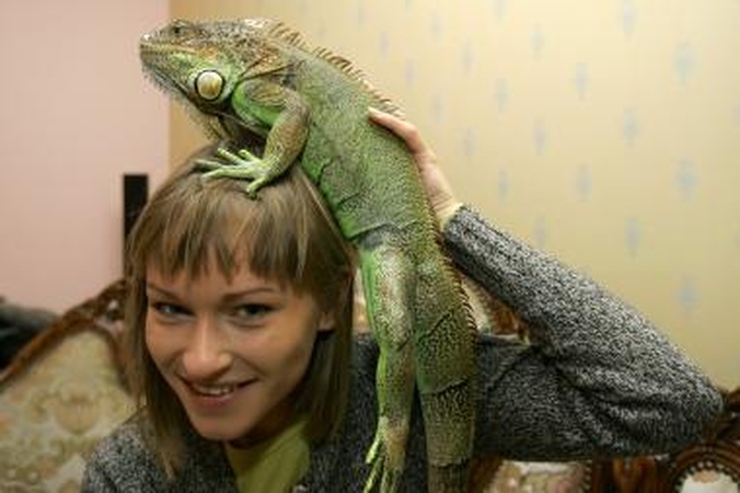 Iguanoms Lietuvoje – ne vieta?