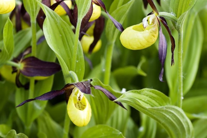 Ir Lietuvos pievose auga orchidėjos