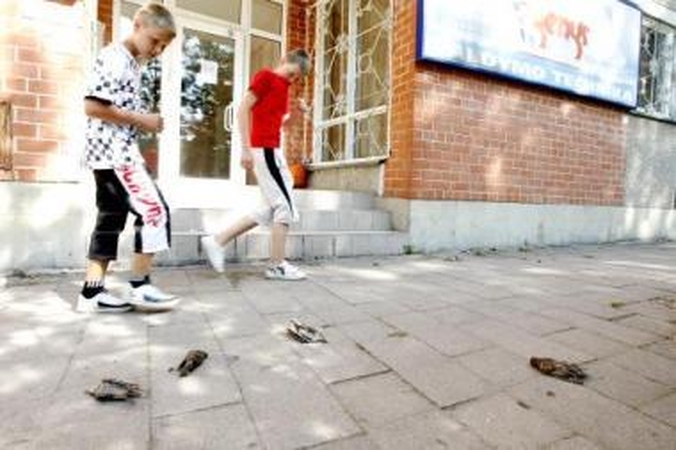 Paklojo: Dubysos gatvėje veterinarai surinko septynis negyvus varnėnus.