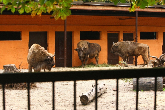 Zoologijos sode gyvenantiems stumbrams  – nauji  namai