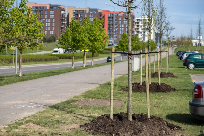 Vilnius sodina daugiau kaip 5 tūkst. naujų medžių